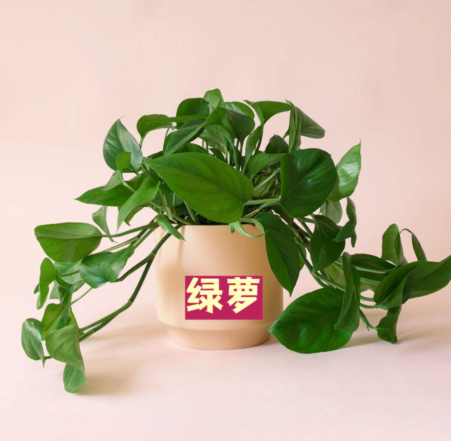 MalikaByno4c's tweet photo. Keep your pothos thriving: water when top 2 inches of soil dry out, place in bright indirect light. No green thumb required! ， https://t.co/WaduNJbUgA