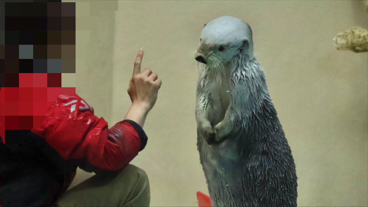 rakosuke122739's tweet photo. あの指示の時の動きはこうして……
前脚揃えてお行儀良く飼育員さんのお話しを聞くメイちゃん偉い👏😭

📸2026/7/29
#鳥羽水族館
#ラッコ 
#ラッコのメイちゃん https://t.co/XtEAF2goAG