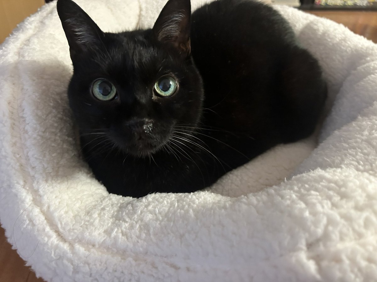 FuKuOKa1221's tweet photo. @moge_FD あ、うちの子は猫ですw紛らわしい表現で申し訳ないです

自分の子供の頃もダンゴムシ育ててましたね、分かりますw https://t.co/wRmcVQhGm0