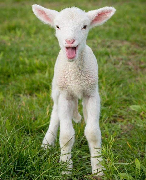 veganfuture's tweet photo. Love lambs. Don't eat them. #GoVegan https://t.co/VP5j3ilAFT