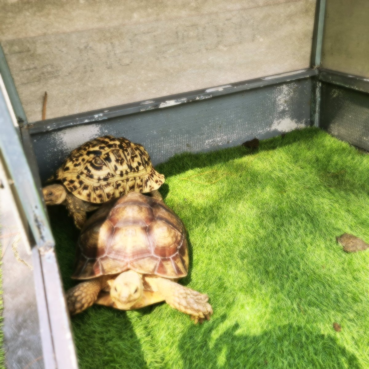 eomsly's tweet photo. ᅠᅠ
​♥︎ handwrapping baked goods and cookies plus spontaneous arcade dates and meeting cute pets .. 🐢 https://t.co/jLwffQfwiR
