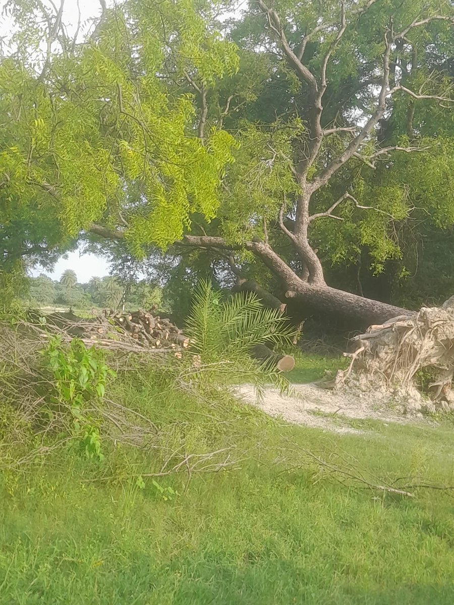 Amethisamachar's tweet photo. हल्का सिपाही कुलदीप यादव लकड़कटों पर मेहरबान @amethipolice @DmAmethi https://t.co/CBjSRxdoUd