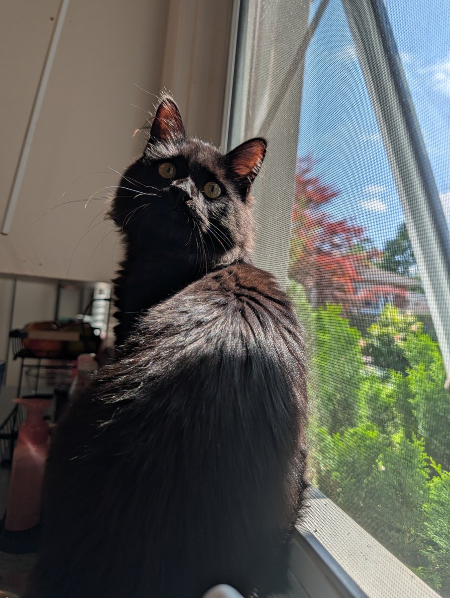 faeriejaimee's tweet photo. my baby is getting so big and it's only been 2 months 😭😭 https://t.co/xfpCbCNztt