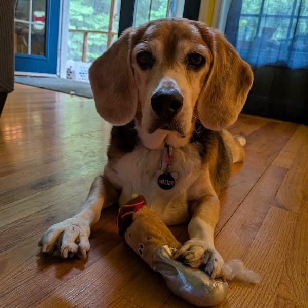 TriBeagles's tweet photo. Adoptable beagle of the day-Gordon! https://t.co/BgXzkSN1Pz https://t.co/vfIElpzvfT