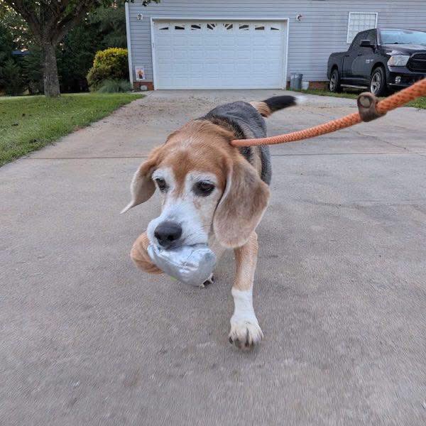 TriBeagles's tweet photo. Adoptable beagle of the day-Gordon! https://t.co/BgXzkSN1Pz https://t.co/vfIElpzvfT