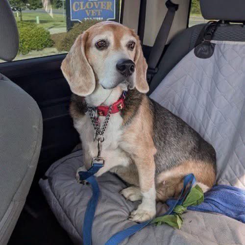TriBeagles's tweet photo. Adoptable beagle of the day-Gordon! https://t.co/BgXzkSN1Pz https://t.co/vfIElpzvfT