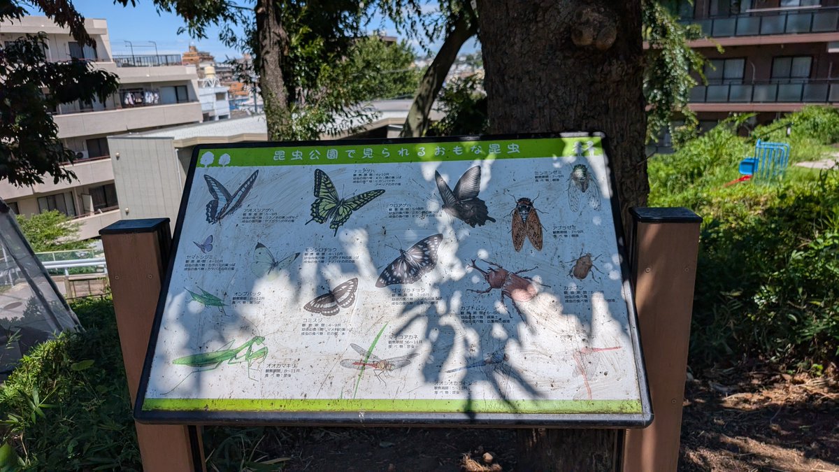 nezu_nezu's tweet photo. 板橋区立昆虫公園

問題はこの園内の「昆虫公園でみられるおもな昆虫」の看板に「カブトムシ」が書いてあってしまって、これが急所になってしまったこと。

こんな看板の記載は、私らだと公園の立地・環境と突き合わせれば「あ〜、まあ、見られたこともあったのかもしれんけど。。。」という程度に思って勝手に脳内スルーしてしまうところだと思うんだけど、この急所をチャンスととらえて放虫に結びつける動きに捕まってしまったから、今回の騒ぎになってしまっているわけ。