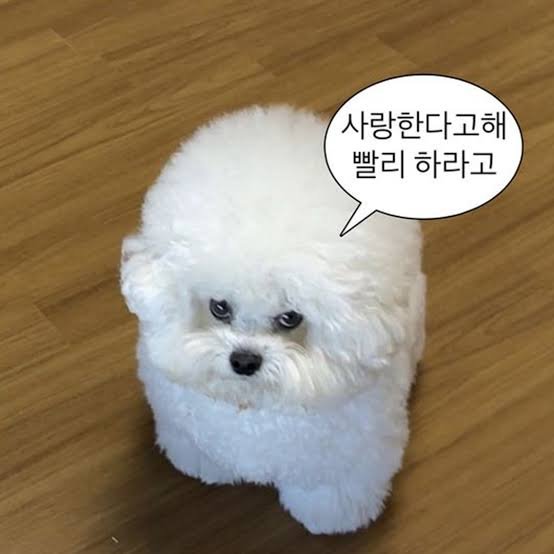 meowing_ms's tweet photo. 강아지 손바닥 어때요 헤헤 https://t.co/mCU4BI1XGG