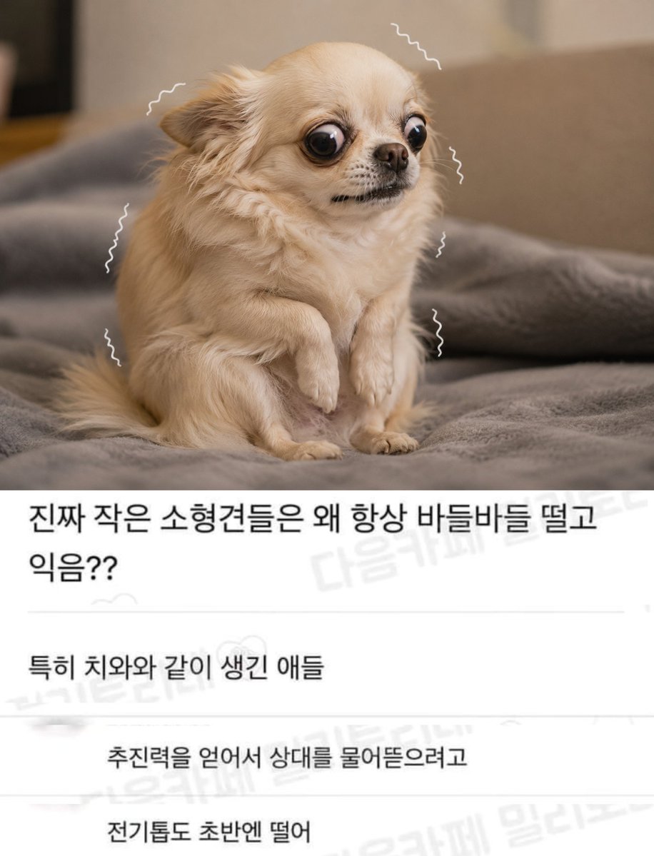 NookLoafCat's tweet photo. 치와와가 항상 바들바들 떠는 이유.jpg https://t.co/PgfQFpqCwP