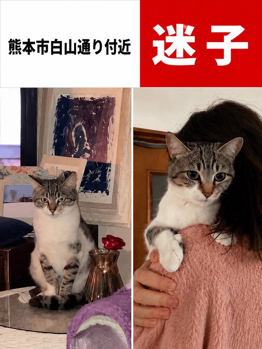maigo_pet00's tweet photo. 🚨熊本地震　迷子猫情報

目撃情報や保護に関するご連絡は、元投稿者のXアカウント
@arinco1603 さんへお願いいたします。

熊本市白山通り周辺にお住まいの方や、お近くを通られる方への拡散もお願いいたします。 https://t.co/QRldWWvISm