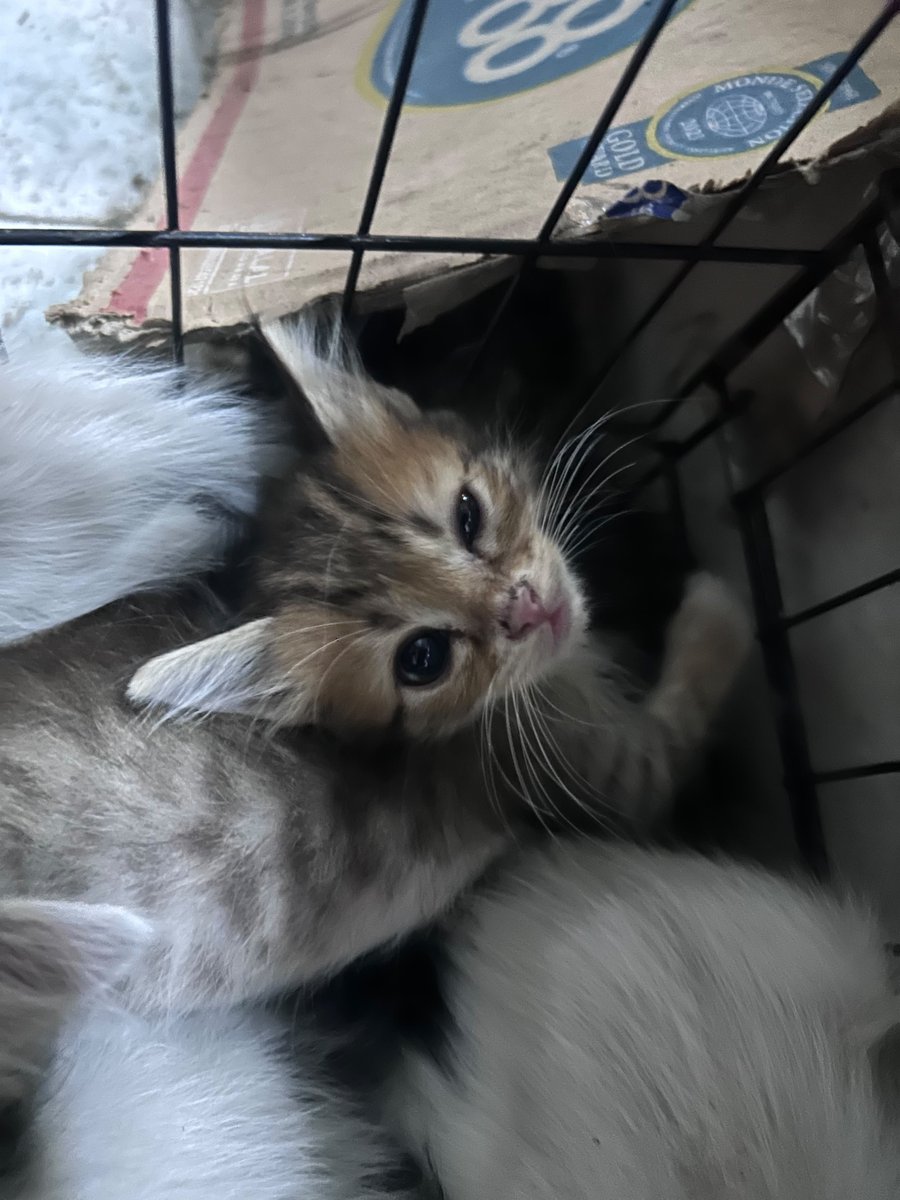 mydebfree25's tweet photo. SHARE IS VERY MUCH APPRECIATED

Aku mau open adopt anabul ku, karena udah kebanyakan &amp; induknya udah ga mau nyusuin lg

Tgl 9 bulan depan mereka udah genap 2 bulan, aku domisilinya di Bandung,

Bisa ambil sendiri ke sini atau COD (jika titik tidak terlalu jauh) https://t.co/upEfrwN5Pq