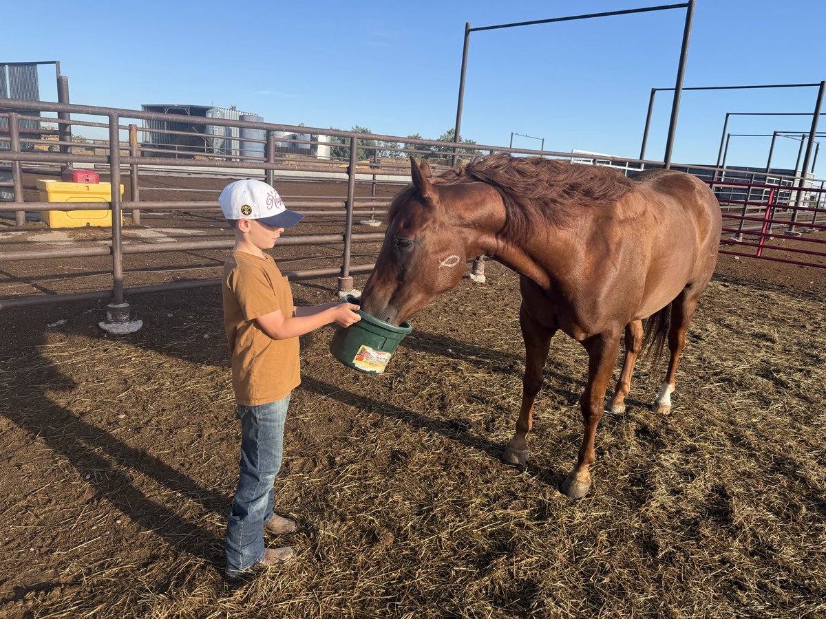 CadeRamey's tweet photo. Rowan needed a new one. So he sent the crew off to North Platte to get one bought. Made him pay the man hours and freight charge since he had to be at the County Fair. He’s learned just how bad the economics of this business are! A lot of bunk shoveling to refill his coffers. https://t.co/qWh7iSPeDg