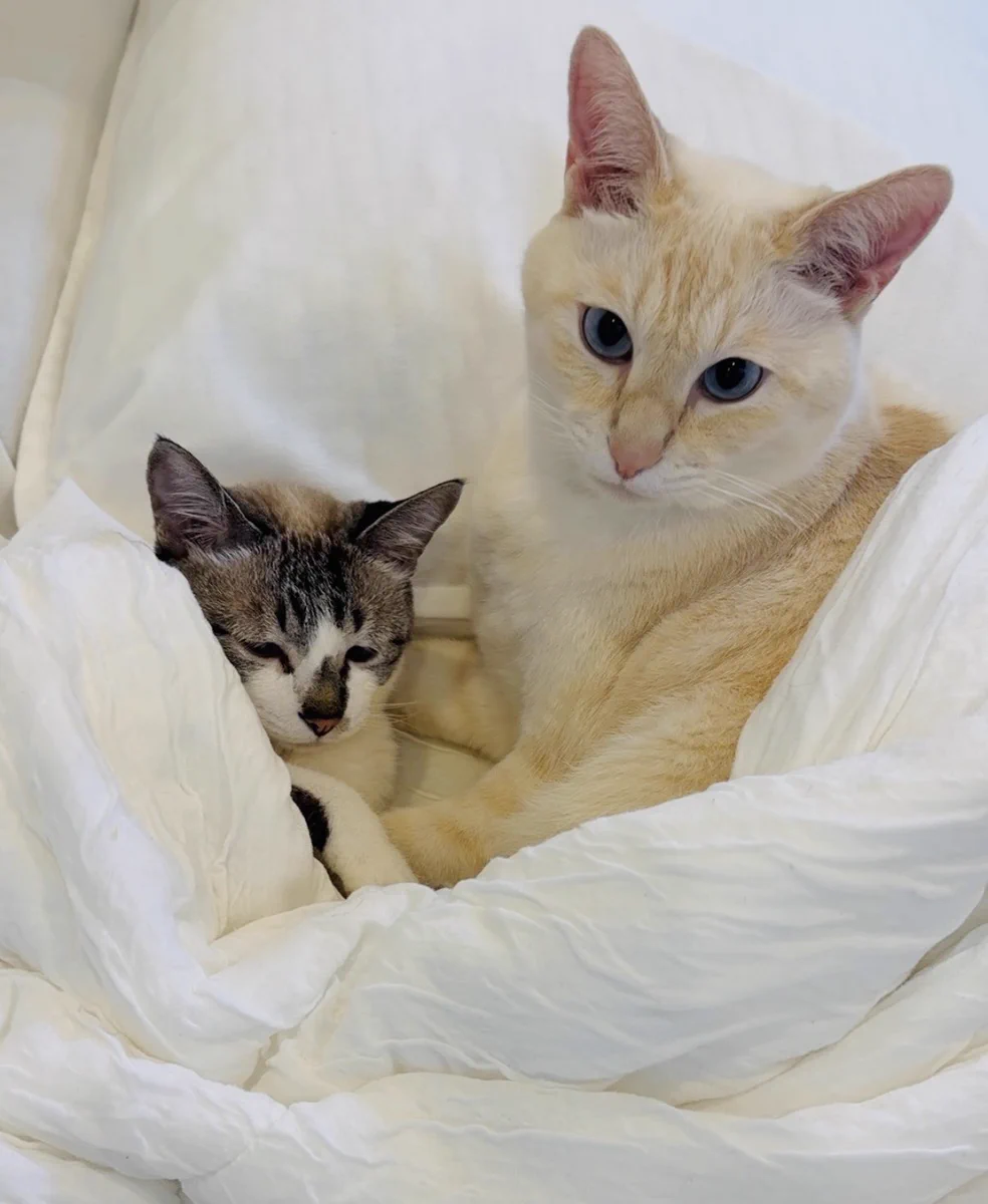 ぴえん猫ミント в X: „今日はおにいちゃんがミントを寝かしつけて