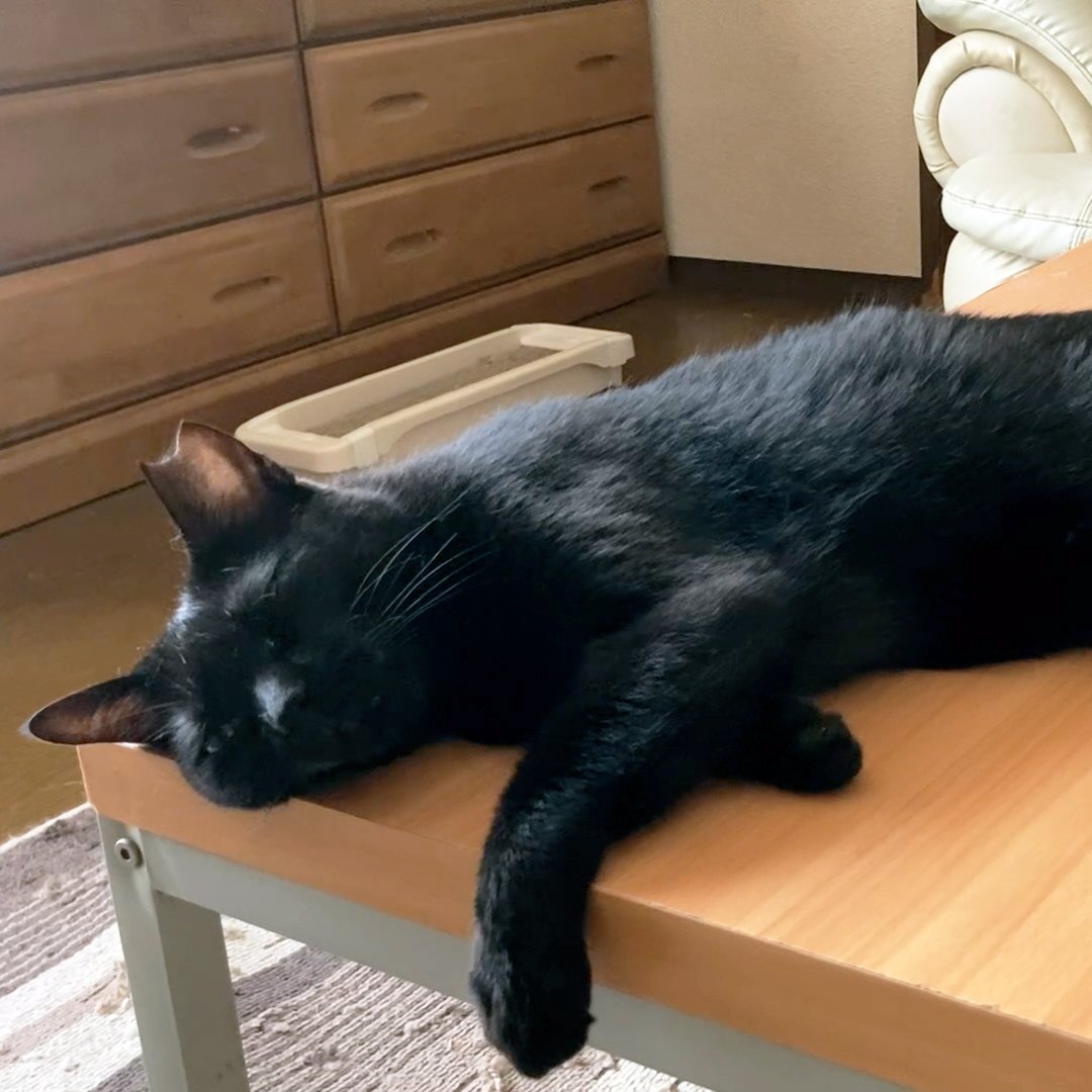 arikaobuk's tweet photo. あちこち寝そべる我が家の猫たち🐱🐱🐱

https://t.co/afsiZ8qvcc

#にゃんこ3きょうだい日記 #Diary_of_3Cats
#猫動画 #ネコ動画 #かわいい #おもしろ #癒し
#猫 #ねこ #保護猫
#茶トラ #gingercat #黒猫 #blackcat #スコティッシュフォールド #scottishfold
#cat #gato #gatto #chat #Katze #кошка https://t.co/alBMCGKEti