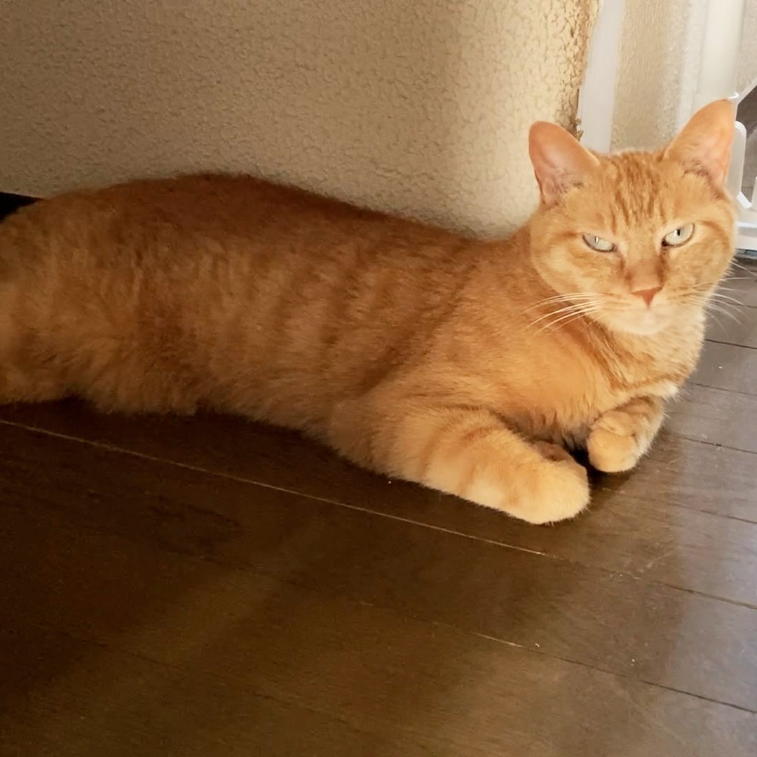 arikaobuk's tweet photo. あちこち寝そべる我が家の猫たち🐱🐱🐱

https://t.co/afsiZ8qvcc

#にゃんこ3きょうだい日記 #Diary_of_3Cats
#猫動画 #ネコ動画 #かわいい #おもしろ #癒し
#猫 #ねこ #保護猫
#茶トラ #gingercat #黒猫 #blackcat #スコティッシュフォールド #scottishfold
#cat #gato #gatto #chat #Katze #кошка https://t.co/alBMCGKEti