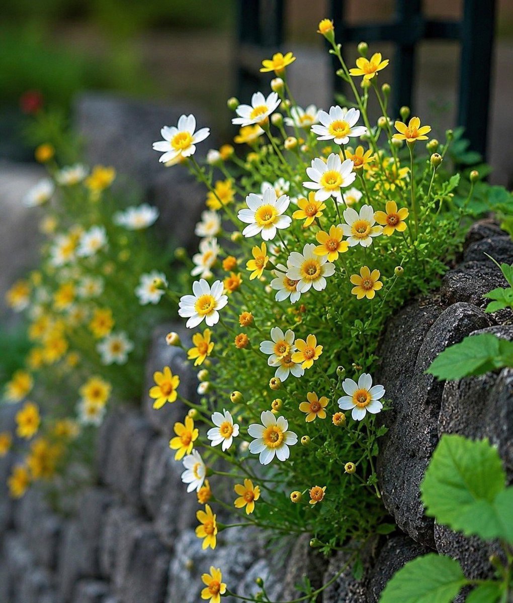 calm_greenry's tweet photo. Daisy Dream Delight https://t.co/g5B67jX7bp