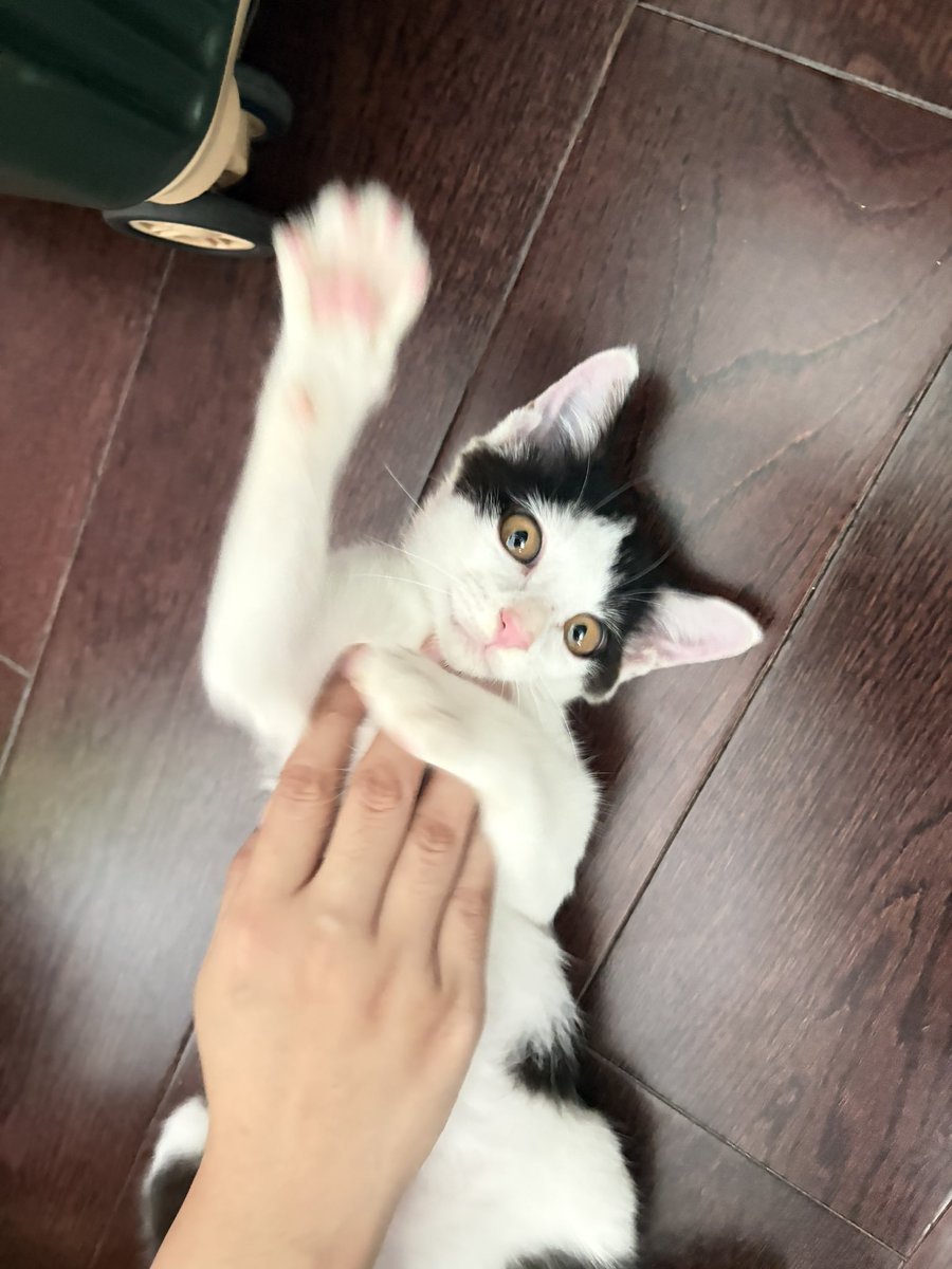 nonghanismybaby's tweet photo. ตามหาบ้านให้น้องแมวค่ะ เจอน้องหลงมา เราเลี้ยงเองไม่ได้ ไม่พร้อมเลี้ยงจริง ๆ ค่ะ พิกัดย่านบางแค ภาษีเจริญ ท่าพระ โซนนี้ค่ะ น้องขี้อ้อน ติดคน เข้ากระบะทรายเป็นค่ะ 🙏🏻🥹 #หาบ้านให้แมว #แมวหาบ้าน #แมวจรหาบ้าน https://t.co/7Rv77kldbJ