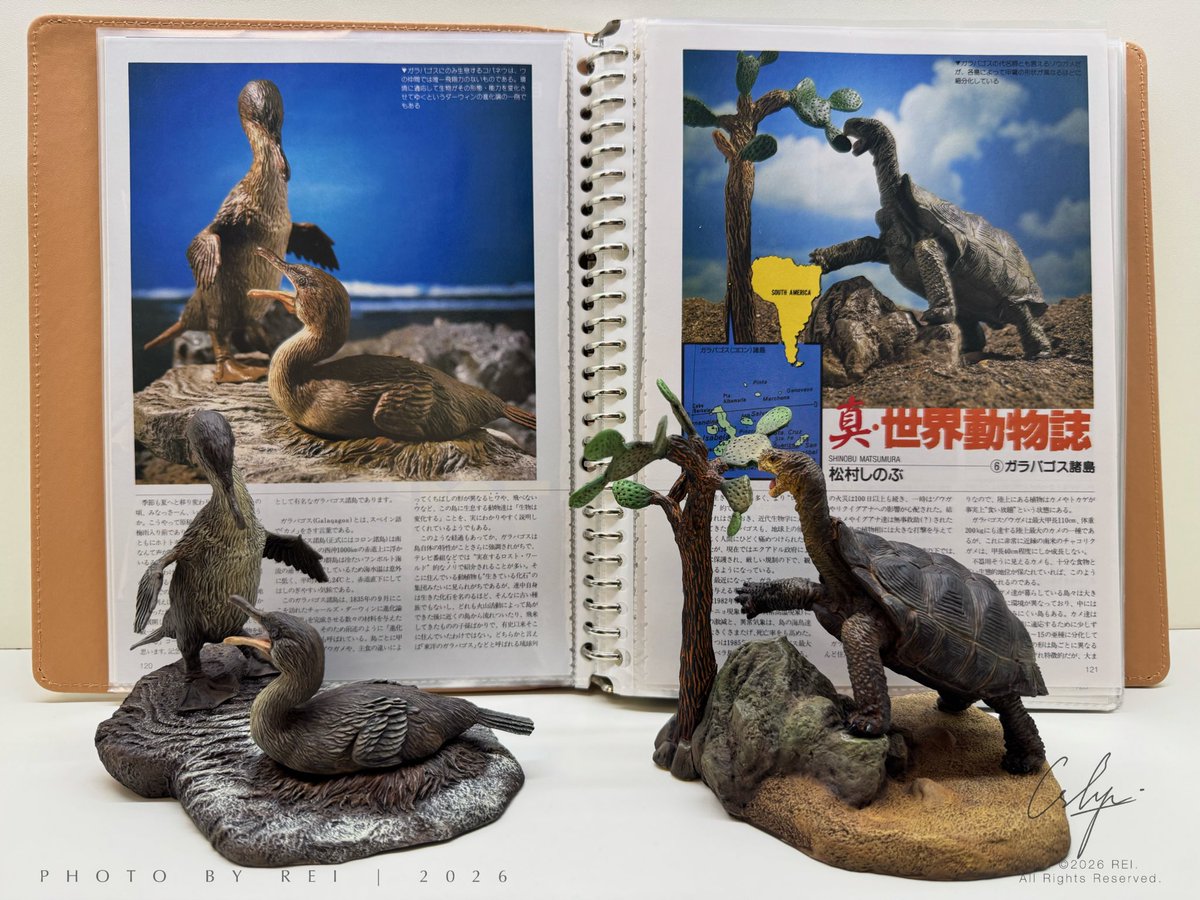 SkilletRei's tweet photo. 海洋堂 Kaiyodo Aqualand AQM-067 不会飞的弱翅鸬鹚与AQM-068 艾斯潘诺拉岛象龟，作者是松村しのぶ，发布于1989年 Hobby Japan 242期 真世界动物志第6话:加拉帕戈斯群岛，最后一张图是海洋堂加拉帕戈斯群岛生物大合集（混入了已经灭绝的白令鸬鹚和繁殖羽普通鸬鹚）。 https://t.co/mY9treO2hW