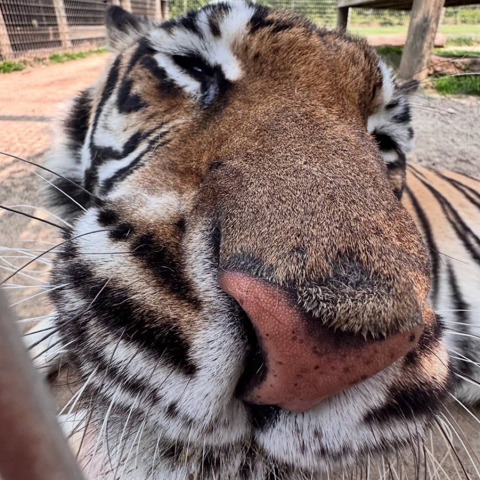 crayonmutt's tweet photo. YAYYY HAPPY TIGER DAY!!! https://t.co/7ZOKdFTFlT