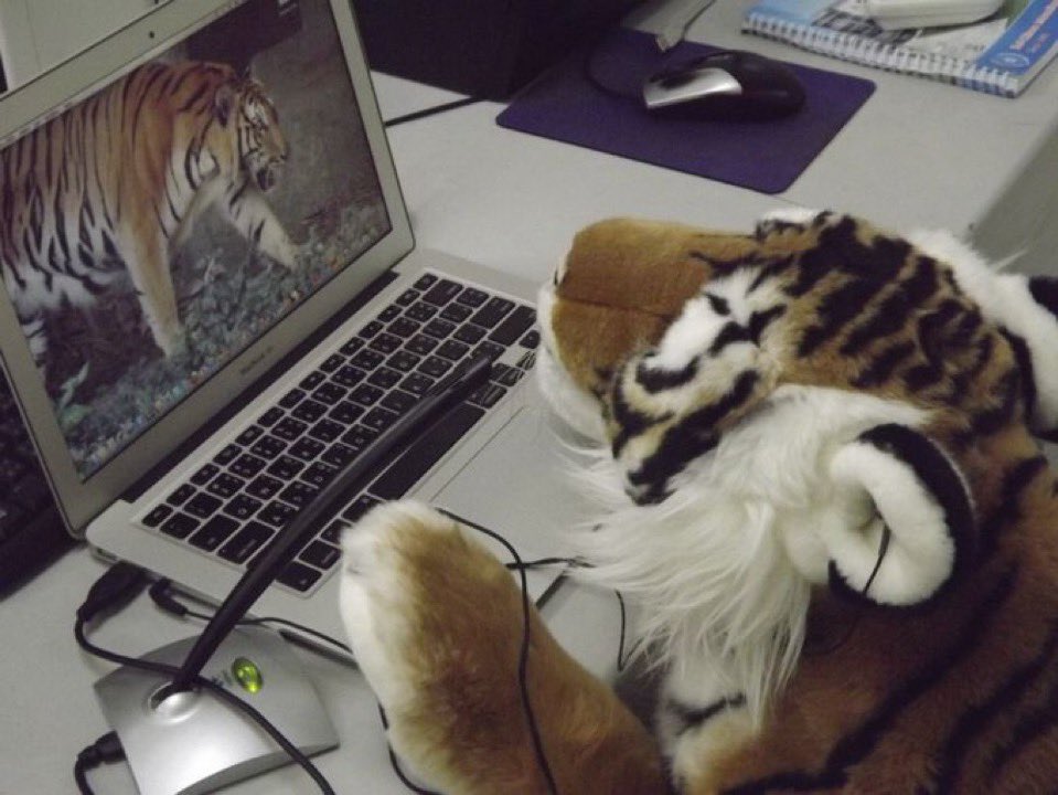 crayonmutt's tweet photo. YAYYY HAPPY TIGER DAY!!! https://t.co/7ZOKdFTFlT
