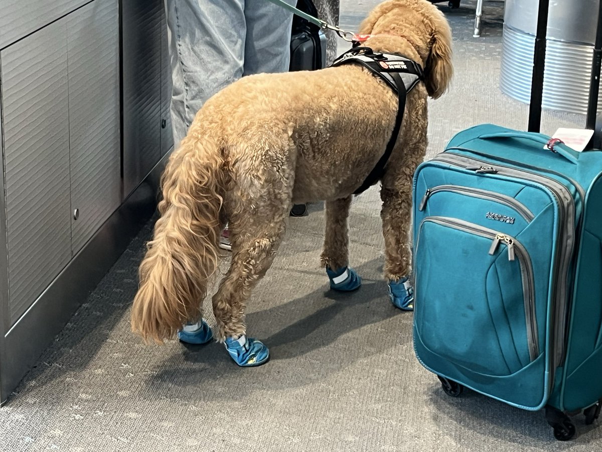 PasajeTransito's tweet photo. 🇺🇸 Aeropuerto de Denver, Colorado, en Estados Unidos 

☀️ Afuera un calor sofocante 

🐕 Y adentro, en el pre embarque, un perro con soquetes 

⁉️ Opiniones sobre el can con medias… (que lo ideal sería ponerle medias can can 🤣) https://t.co/jToE3ZB3R1