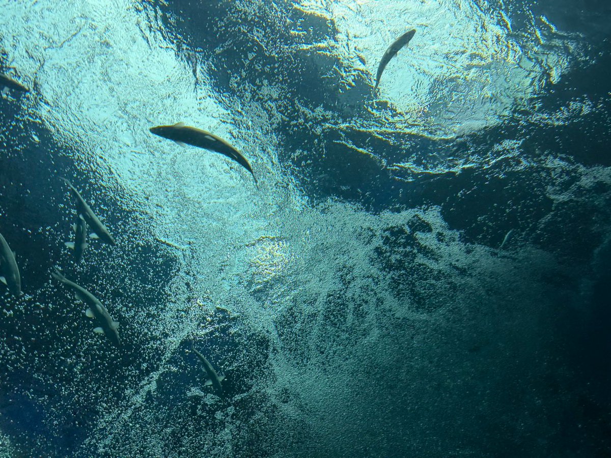 nc1982nc's tweet photo. 琵琶湖博物館

暑くて暑くて
魚になりたい…
そんな思いで水槽を見つめる🐟

2026.7.29

#琵琶湖博物館
#琵琶湖 #魚 #ナマズ
#暑い #魚になりたい
#滋賀 https://t.co/xkMwcQdjaB