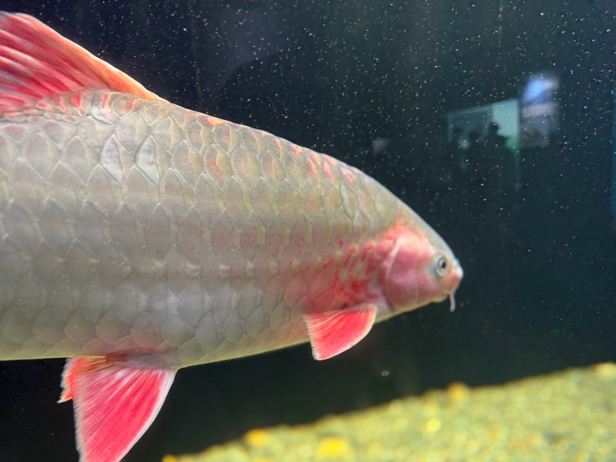 nc1982nc's tweet photo. 琵琶湖博物館

暑くて暑くて
魚になりたい…
そんな思いで水槽を見つめる🐟

2026.7.29

#琵琶湖博物館
#琵琶湖 #魚 #ナマズ
#暑い #魚になりたい
#滋賀 https://t.co/xkMwcQdjaB
