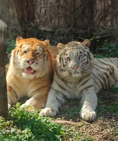 Goldtigercrisis's tweet photo. https://t.co/2b4VmcR5tW