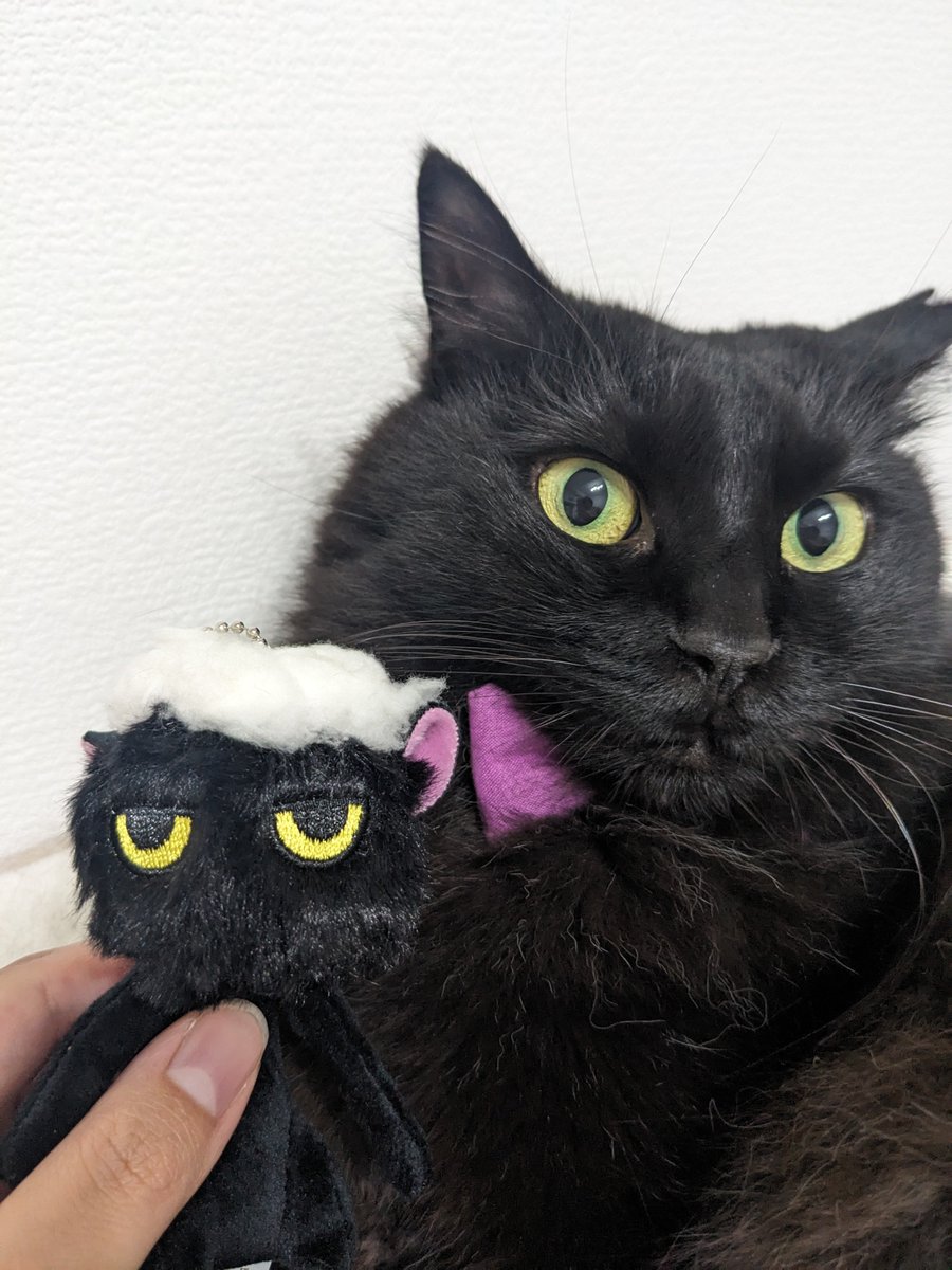 non840's tweet photo. 洗われた猫売り切れる前に回せた！
アキラさん、貴方頭の上に置いても怒らないのね！
ひなのさんはカメラ向けるとお顔下向けたり背けたりするからめっちゃブレる🤣 https://t.co/mfMHlFkaUu