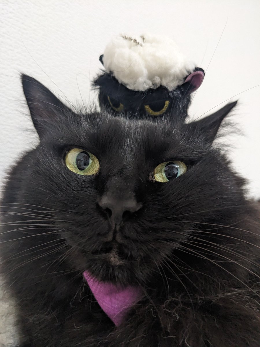 non840's tweet photo. 洗われた猫売り切れる前に回せた！
アキラさん、貴方頭の上に置いても怒らないのね！
ひなのさんはカメラ向けるとお顔下向けたり背けたりするからめっちゃブレる🤣 https://t.co/mfMHlFkaUu
