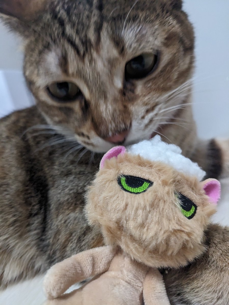 non840's tweet photo. 洗われた猫売り切れる前に回せた！
アキラさん、貴方頭の上に置いても怒らないのね！
ひなのさんはカメラ向けるとお顔下向けたり背けたりするからめっちゃブレる🤣 https://t.co/mfMHlFkaUu