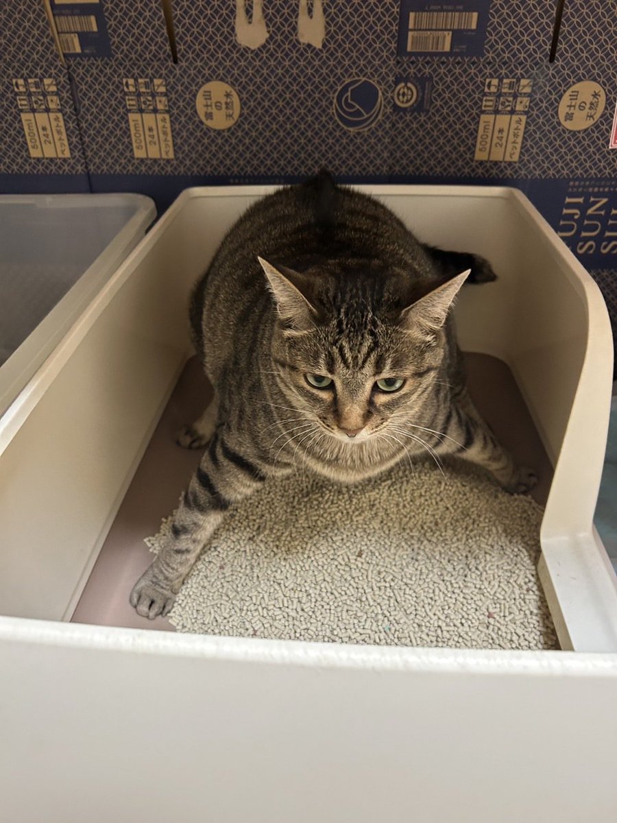 SugiMss's tweet photo. 猫砂が大嫌いなうちの子のトイレ姿です。何かいい方法ありませんか？そのうち関節痛めそうで…どの砂でもこうしちゃうんですよね… https://t.co/k7iBIv9MdA