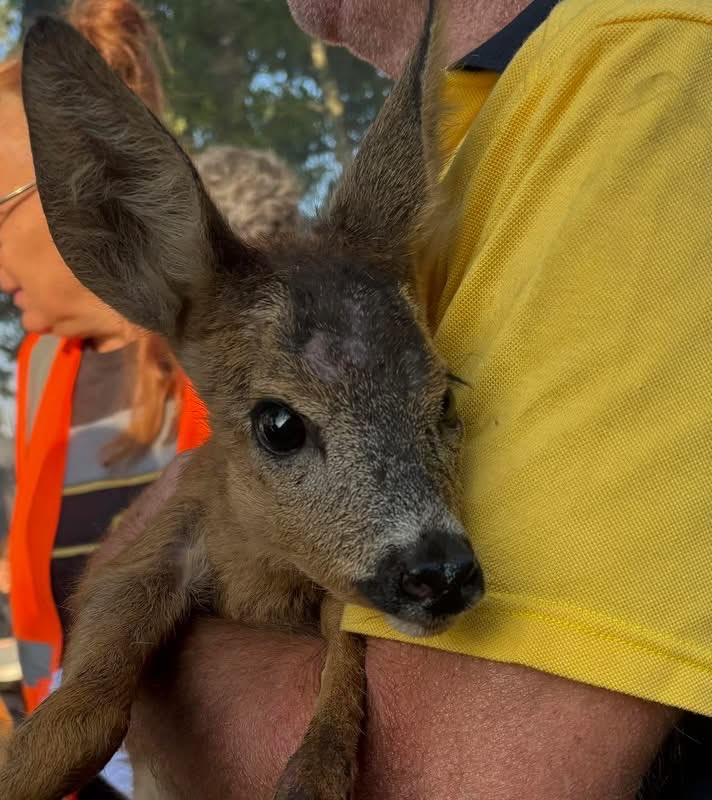 LouFrance75's tweet photo. Quel amour de petite bête...sauvé du feu 😍 https://t.co/N1CM5pqnOs