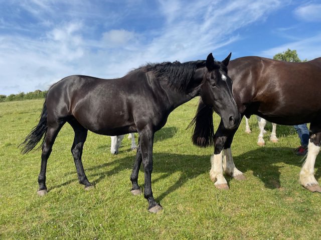 Official_DATR's tweet photo. Ex-MWH Lyric previously served with the Household Cavalry Mounted Regiment. Just like her name suggests, Lyric captured hearts during her career, with a nature as heartwarming as the most beautiful words in song.
Lyric has retired & lives in Dorset!
#DATR #Rehoming #Dorset #LDN https://t.co/lbOn3B9q1f