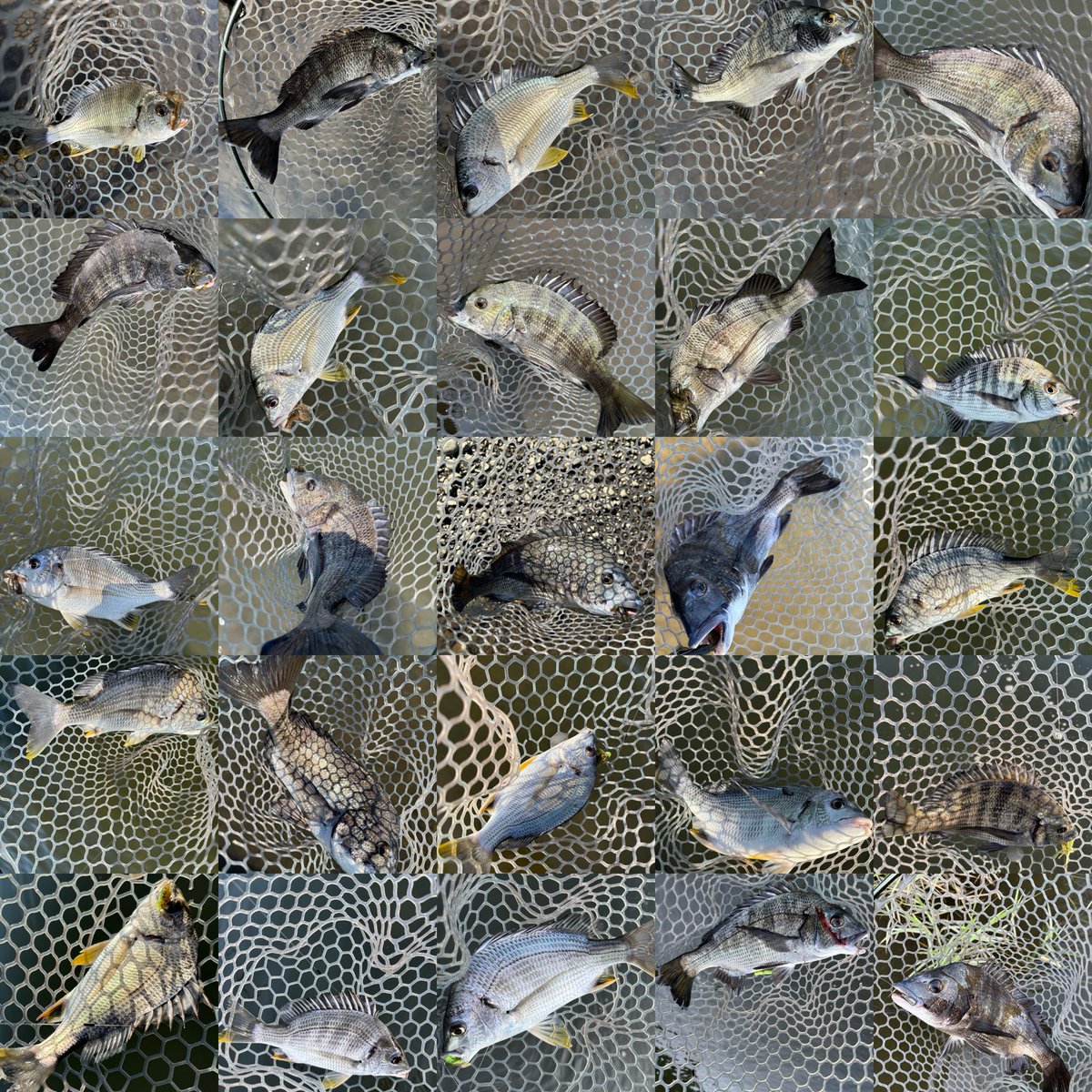 HN_315's tweet photo. 浜名湖チニング遠征の帰りにTOPバトラーさんに寄り道
ケイテックの中川さんも来てくださり宮平さんとのトークを聞いてたら船の時間が😅
次はもっと時間を作っていきたい！
九州に帰ったら寄り道で大野川チニング２６枚
ゲストに初のバス
休憩しながらいい釣りできた！
楽しいチニングtripだった https://t.co/bbX62rIFec