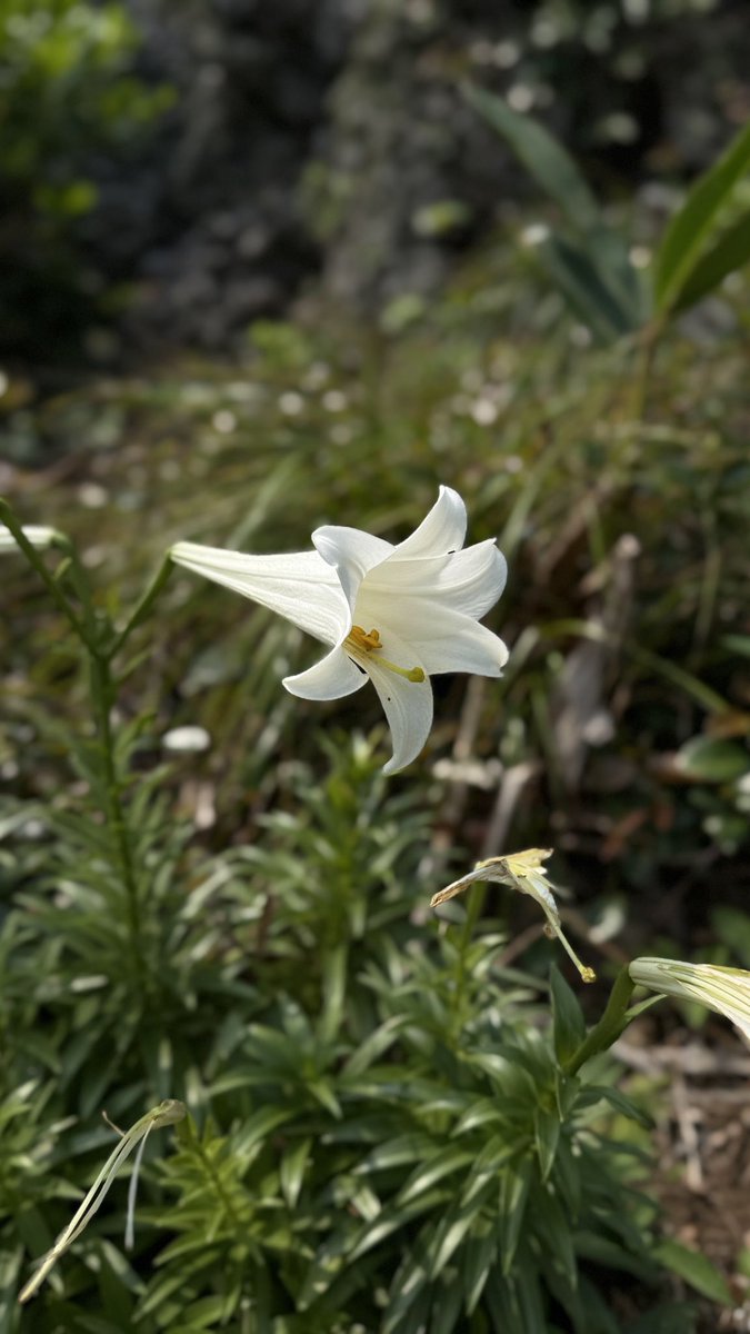 itumoaoi's tweet photo. Good Morning 🕊️ Happy #TinyFlowerTuesday 😇 “Flowers are the music of the ground from earth’s lips spoken without sound.” https://t.co/hygvOqy1cx