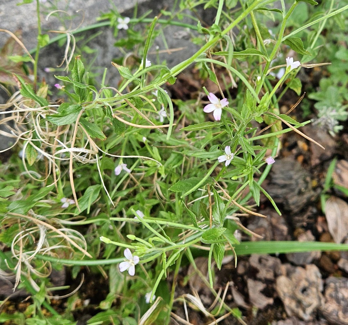 Aluna_ron's tweet photo. ブルーシランを植えてたはずのところに何か違う植物が育ってるけどこれは何？？
そしてシランは何処へ！？ https://t.co/8FC1RPn0Sr
