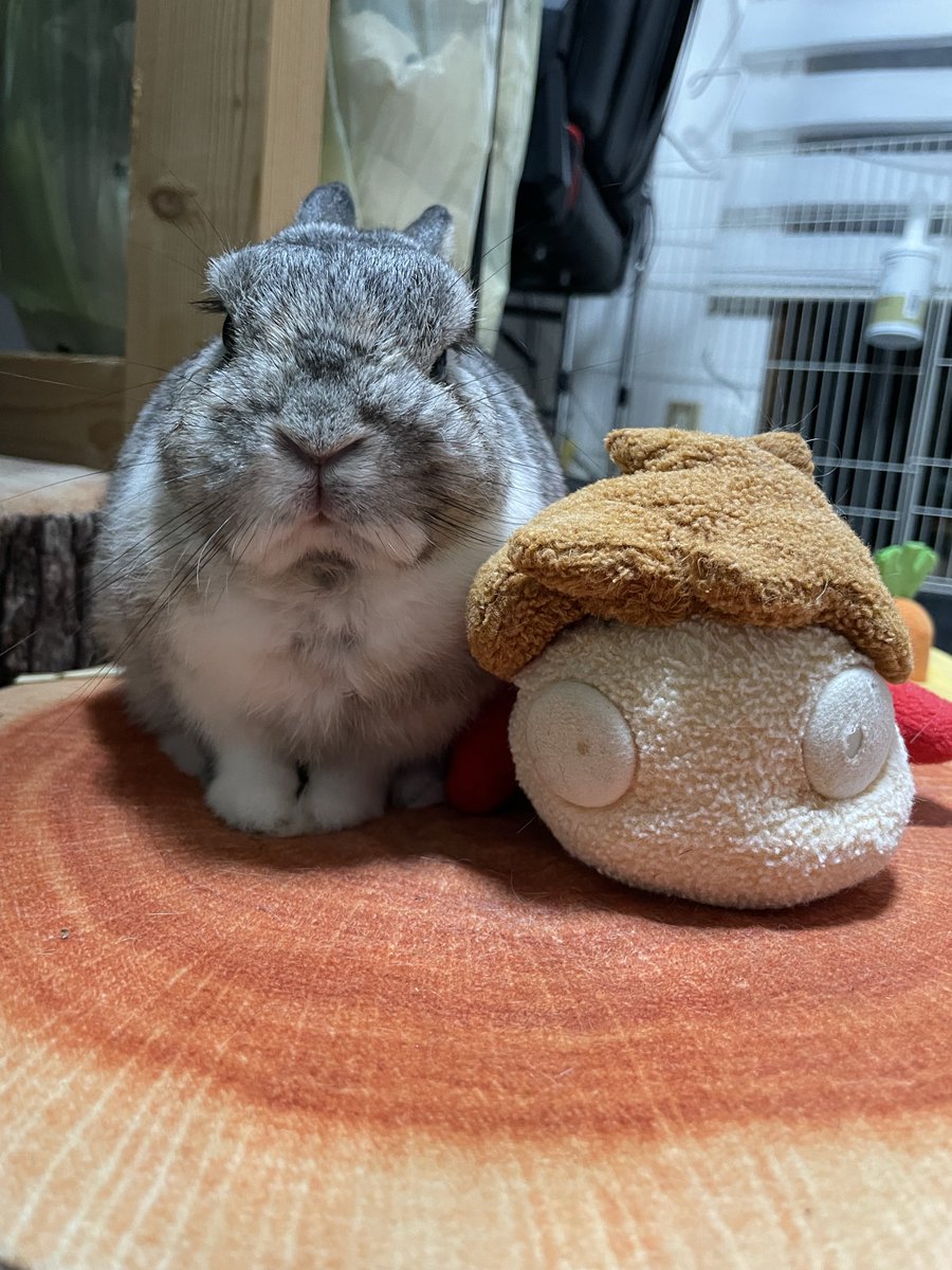 pitta_0112's tweet photo. お久しぶりです🐰 https://t.co/VuhQyW9I8t