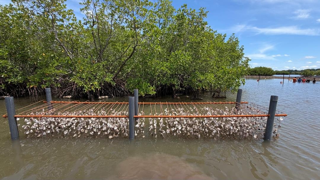 aquaculturesn's tweet photo. 🦪 𝗣𝗿𝗼𝗷𝗲𝘁 𝗡𝗮𝘁𝘂𝗿'𝗘𝗟𝗟𝗘𝗦 : l'ANA et SOCODEVI en mission de suivi des infrastructures aquacoles en Casamance https://t.co/j3vZj1GjPL