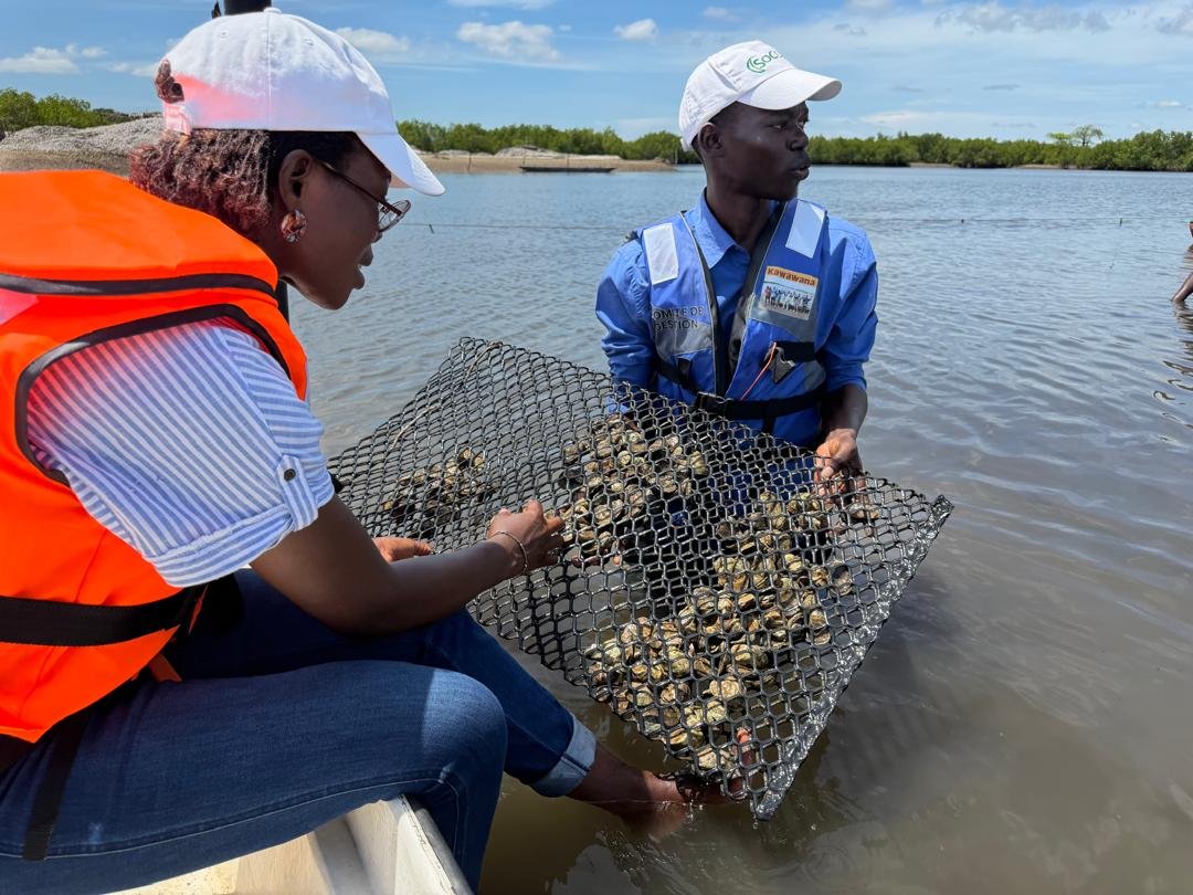 aquaculturesn's tweet photo. 🦪 𝗣𝗿𝗼𝗷𝗲𝘁 𝗡𝗮𝘁𝘂𝗿'𝗘𝗟𝗟𝗘𝗦 : l'ANA et SOCODEVI en mission de suivi des infrastructures aquacoles en Casamance https://t.co/j3vZj1GjPL