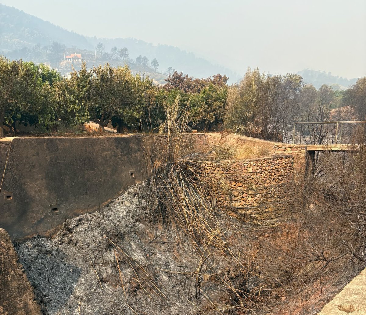 ava_asaja's tweet photo. 🔥 @ava_asaja exige a la @CHJucar @mitecogob limpiar barrancos que han propagado el fuego a los huertos.

Aguado pide responsabilidades porque “los cauces, llenos de maleza y cañas por un ecologismo radical equivocado, han sido serpientes de fuego”.

▶️ https://t.co/xtHEU5LS32 https://t.co/72QOLtPQId