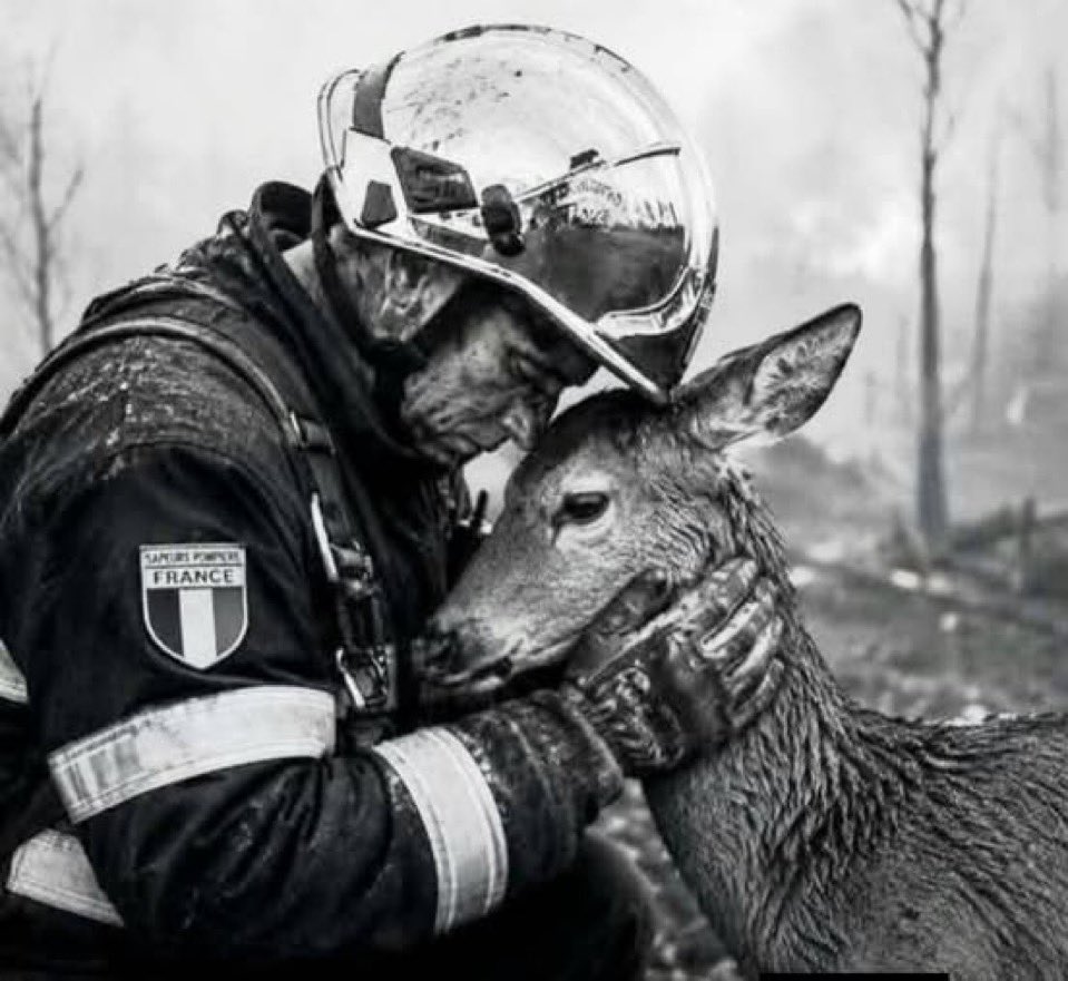 Ad_Vitam44_'s tweet photo. Aujourd’hui, la 🇫🇷 brûle 🔥🥵 . La Gironde lutte contre des incendies majeurs. Pourtant, ceux qui lancent des cagnottes et des appels aux dons à longueur de journée pour  des FREE PALESTINE & co 
 sont étrangement silencieux quand il s’agit d’aider ici. 
Pas de collecte, pas d’élan, pas même une marmite pour les pompiers 🧑‍🚒 ou les sinistrés. 
La solidarité commence aussi par son propre pays. 
Sauf si celui ci sert uniquement de guichet UNIQUE !!!!!