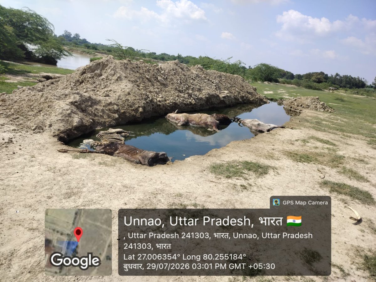 Meraz_ali_up30's tweet photo. #उन्नाव
@dgpup महोदय,
गंजमुरादाबाद ब्लॉक की ग्राम पंचायत भीखनपुर गोपालपुर की गोशाला में गंभीर लापरवाही का आरोप।
वायरल वीडियो में दावा किया जा रहा है कि दर्जनों म��ेशियों की मौत के बाद उनके शवों को जंगल और तालाब में फेंक दिया गया। @Uppolice @unnaopolice @UPGovt @CMOfficeUP https://t.co/uIwY0jGXXB