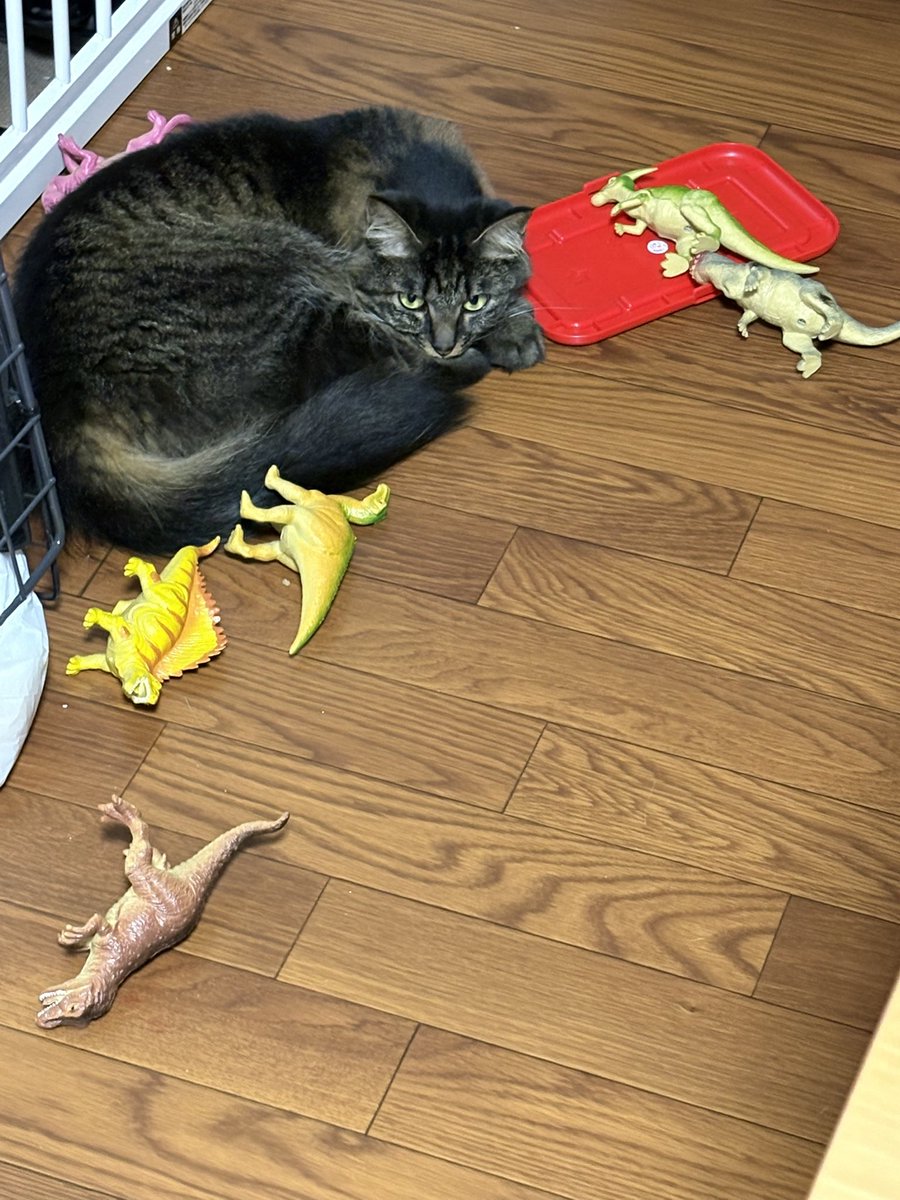 a_tan7113's tweet photo. 娘が最近ハマってるから恐竜を1ダース買ったんだけどかなり良い🦖
あとなんか猫も恐竜気に入ってる https://t.co/dfU7RCMJnH