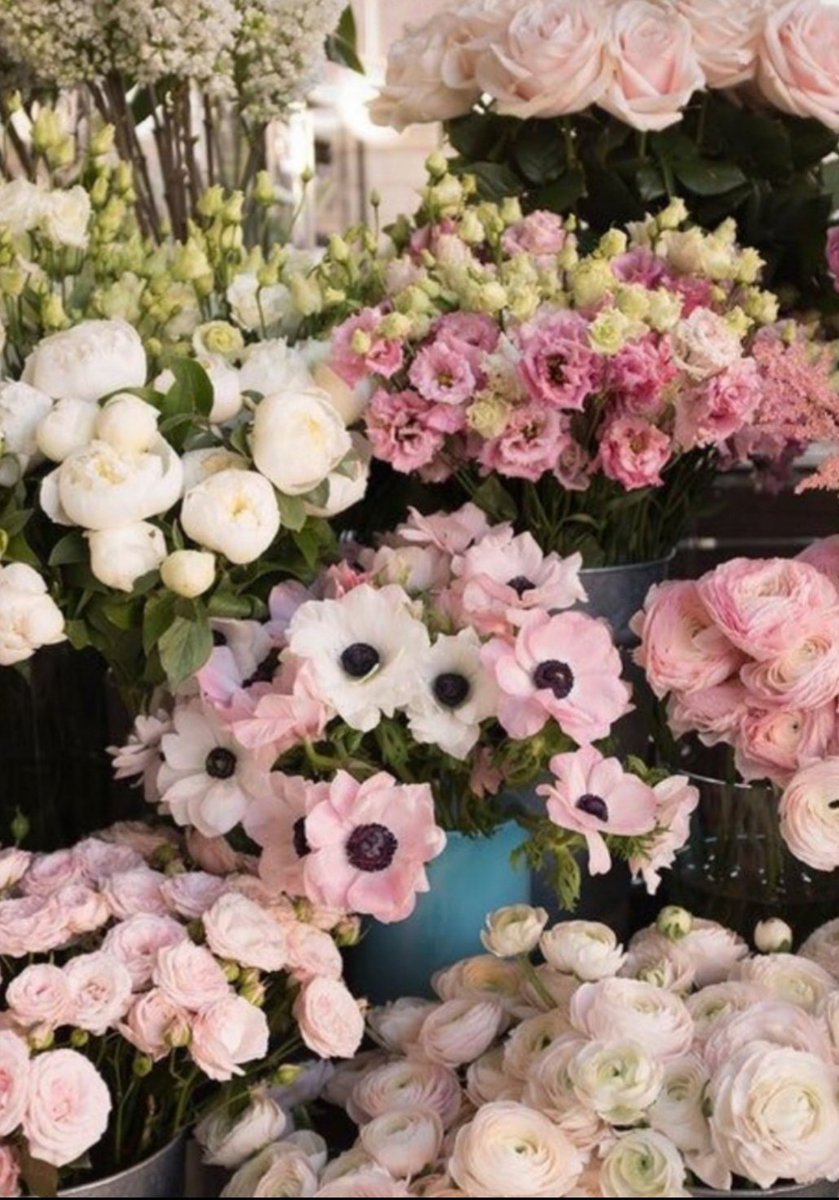 smartlifelive's tweet photo. Lieve come Petali ....di rose 
  Buon tutto ✨ 

  #Buonagiornata
#GoodDays https://t.co/xGkEVF4bXD