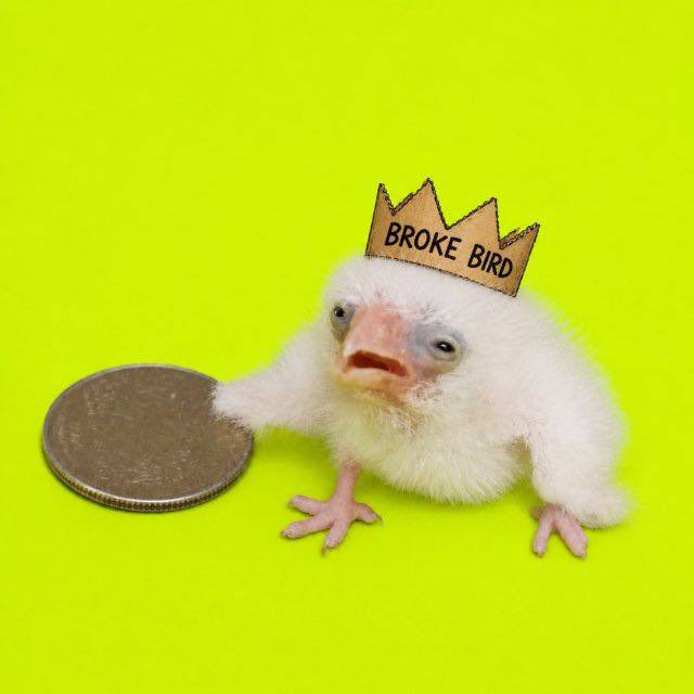oxP4ul's tweet photo. @naomiperps ME! I'm literally $BROKE right now, save me bro. @BrokeBirdCoin https://t.co/46FN9YAlPc