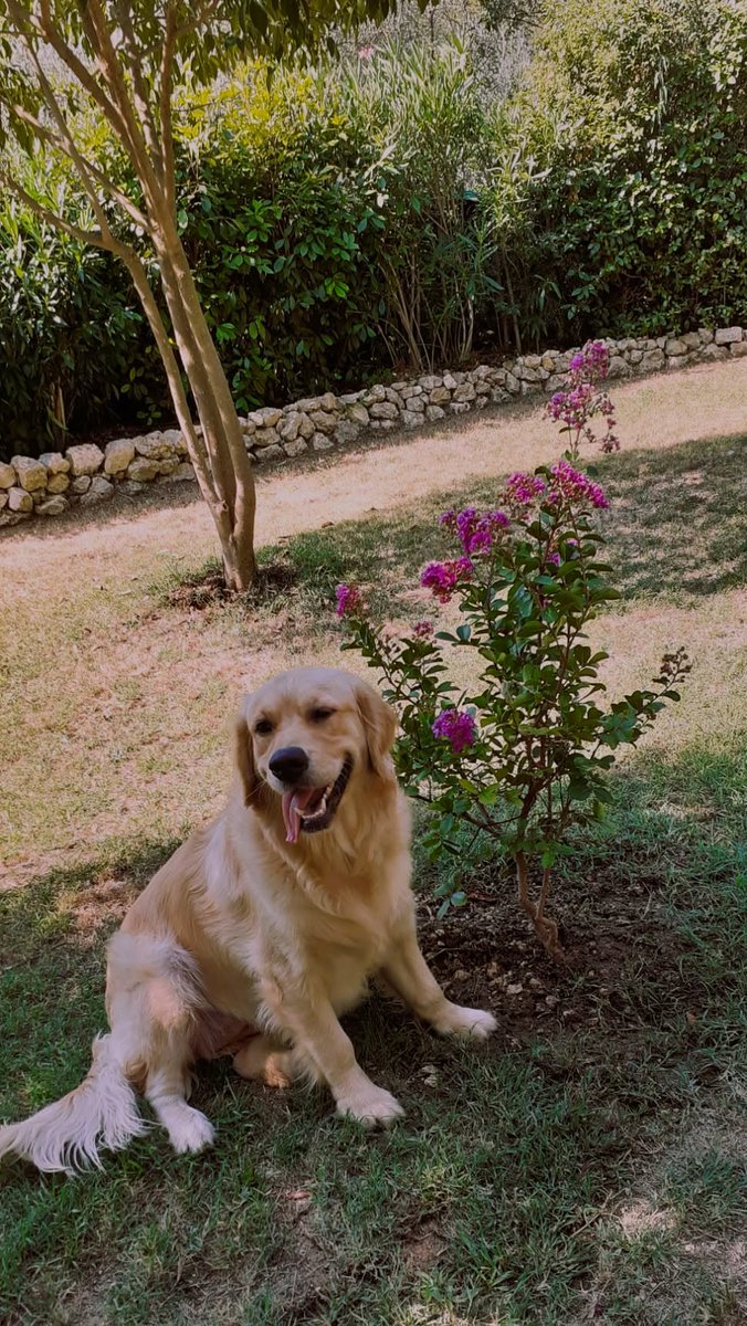 CuadradoLouise's tweet photo. Ce matin Belle il fait déjà très chaud à tous merci❤️🍀😘#nature #animaux https://t.co/TSpMK4qj0d
