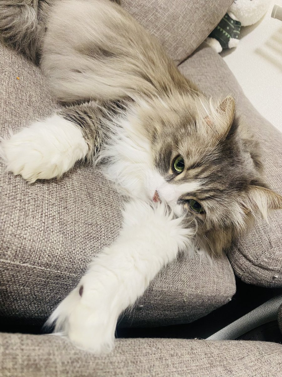 uryu_cat_'s tweet photo. ．

今日もお疲れさま🌻 https://t.co/T5wkVW6QSc