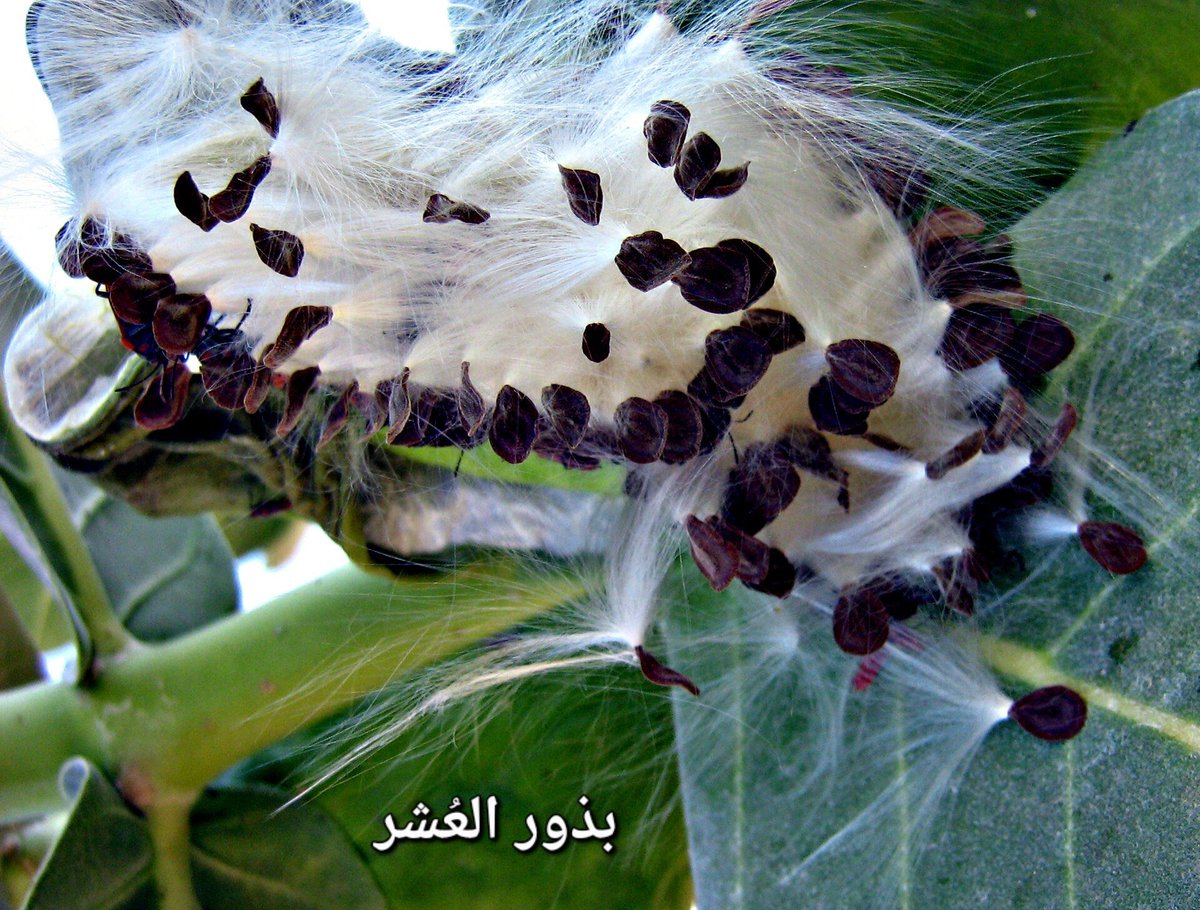 اللهجة السودانية Sudanese Dialect tweet media
