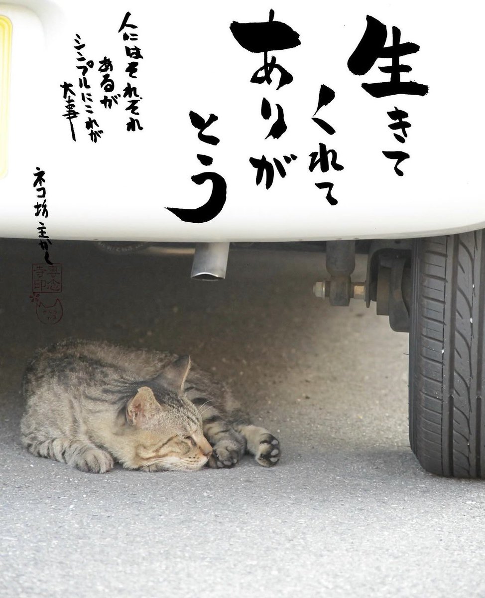 yabumoto610's tweet photo. ネコさんから人間さんへ今日の一言 https://t.co/l23LCy5hUp